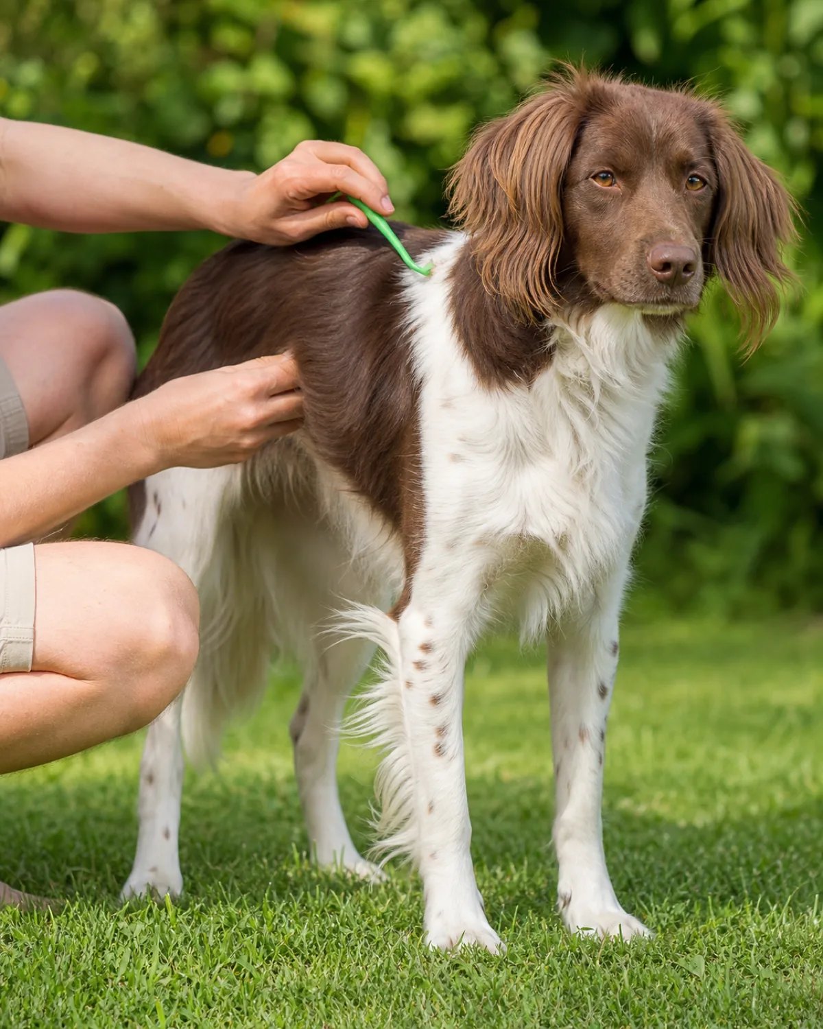 a medium athletic dog with a liver-and-white medium coat and long feathered drop ears standing calmly on green grass on a sunny day, the owner crouching beside and holding a small green tick-removal hook tool near the shoulder area, bright outdoor light with blurred green foliage background