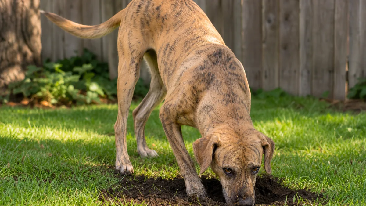 a medium dog with a pale fawn-brindle short coat standing on grass with its nose deep in a small backyard hole, tail relaxed and mid-wag