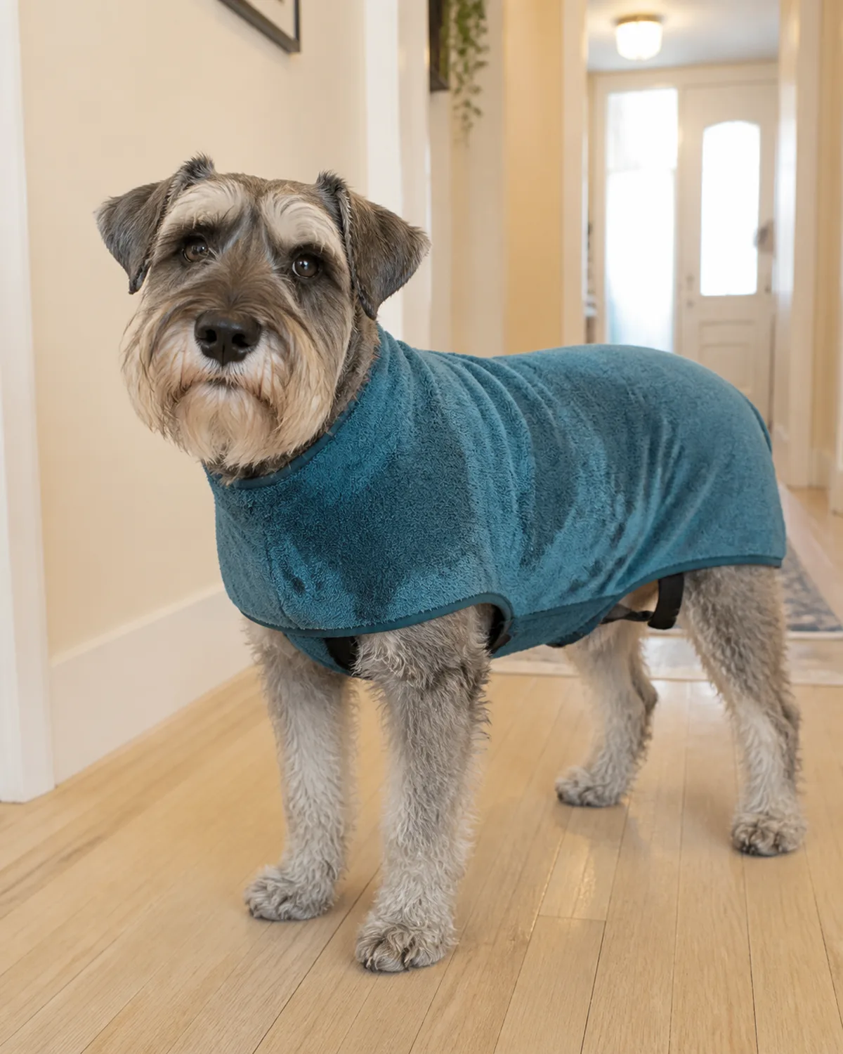 a medium square-bodied dog with a wiry salt-and-pepper grey coat wearing a fitted teal absorbent drying coat standing in a bright hallway looking dignified