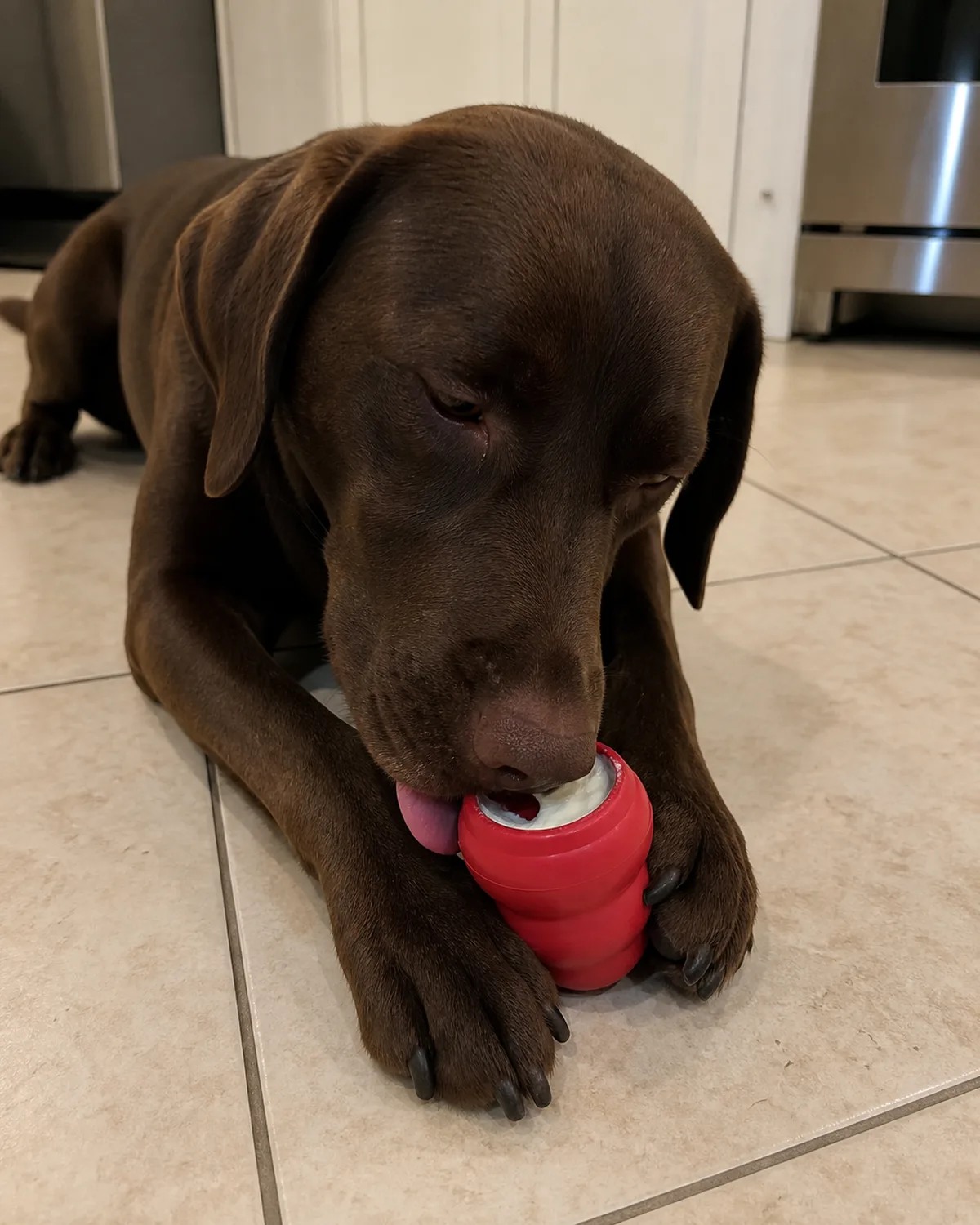 a large solid chocolate-brown short-coated dog with floppy ears and an athletic build lying on a kitchen tile floor holding a red rubber Kong between its front paws tongue reaching into the frozen filling soft overhead kitchen light