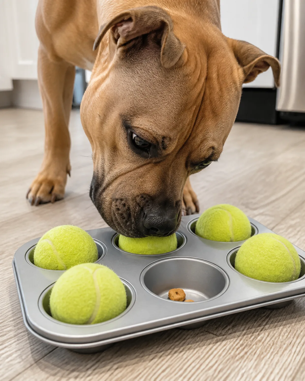 a medium muscular fawn-coated dog with a broad blocky head and wide-set eyes nosing a green tennis ball off a silver muffin tin on the floor one compartment already uncovered showing a treat bright kitchen light