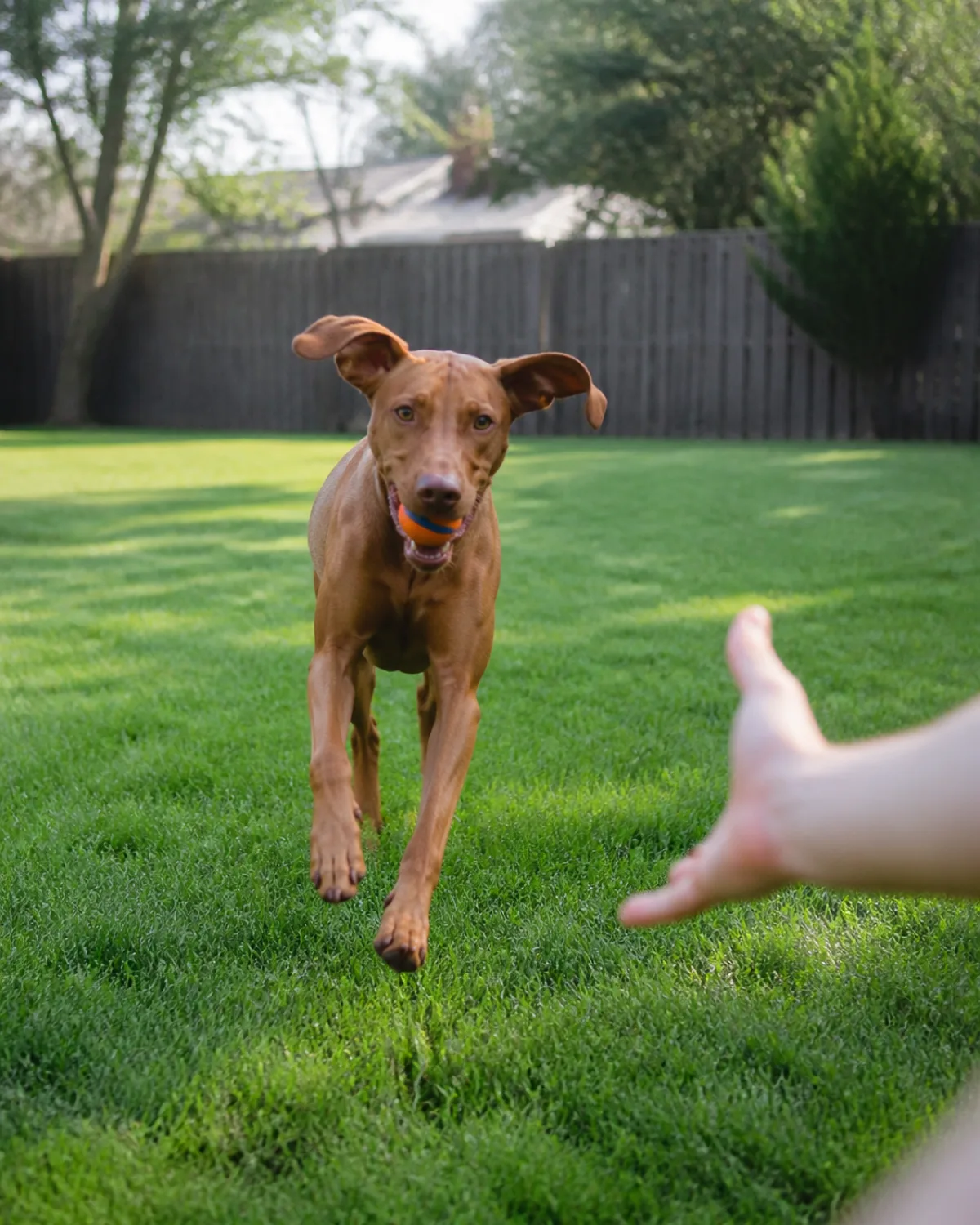 a person playing fetch with a medium-large sleek dog with a uniform rusty golden-brown short coat and floppy ears in a fenced backyard with green grass and the dog running toward the person with a ball and ears flapping in bright sunny afternoon light