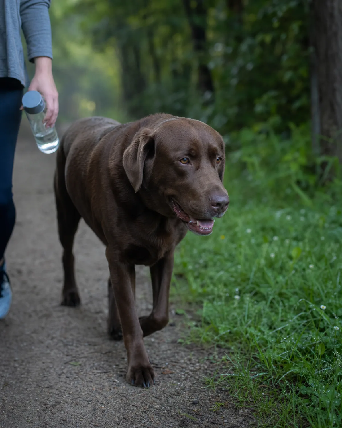 a large solid chocolate-brown short-coated dog with floppy ears walking on a deeply shaded tree-canopied path in early morning with dewy grass beside the trail