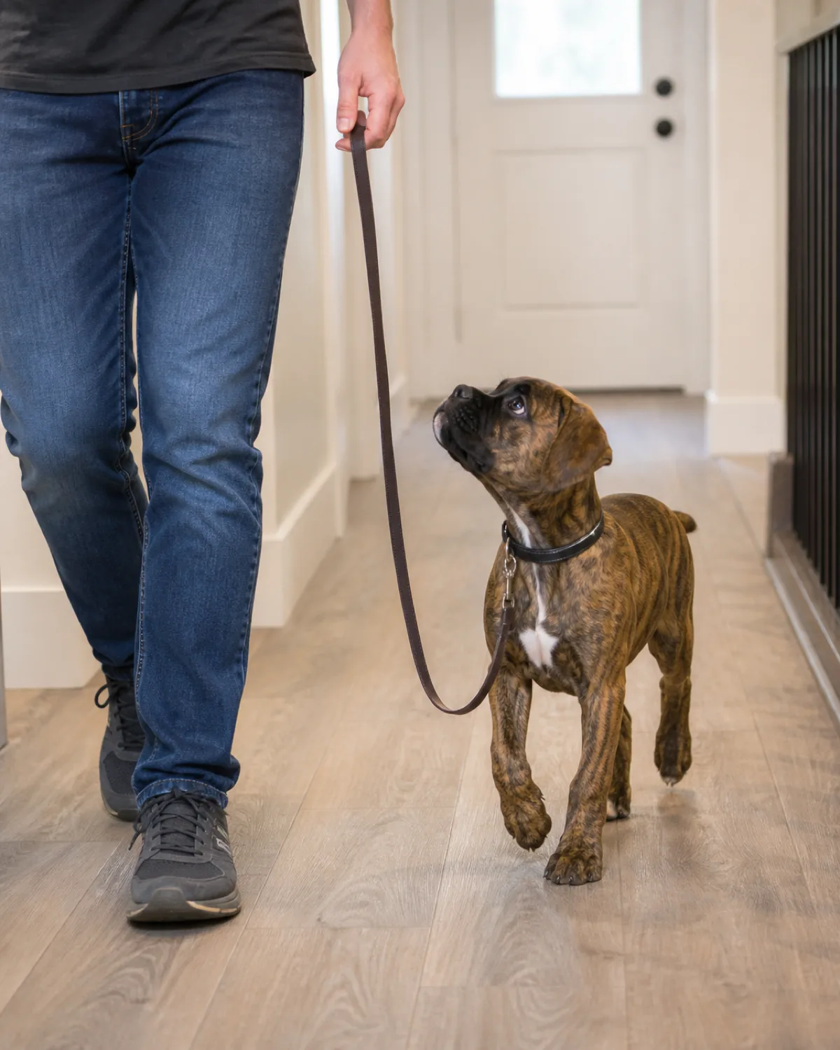 a small compact puppy with a smooth brindle coat and a broad little head walking beside a person on a hallway floor indoors the leash hanging in a loose J-shape the puppy looking up at the person bright overhead indoor light