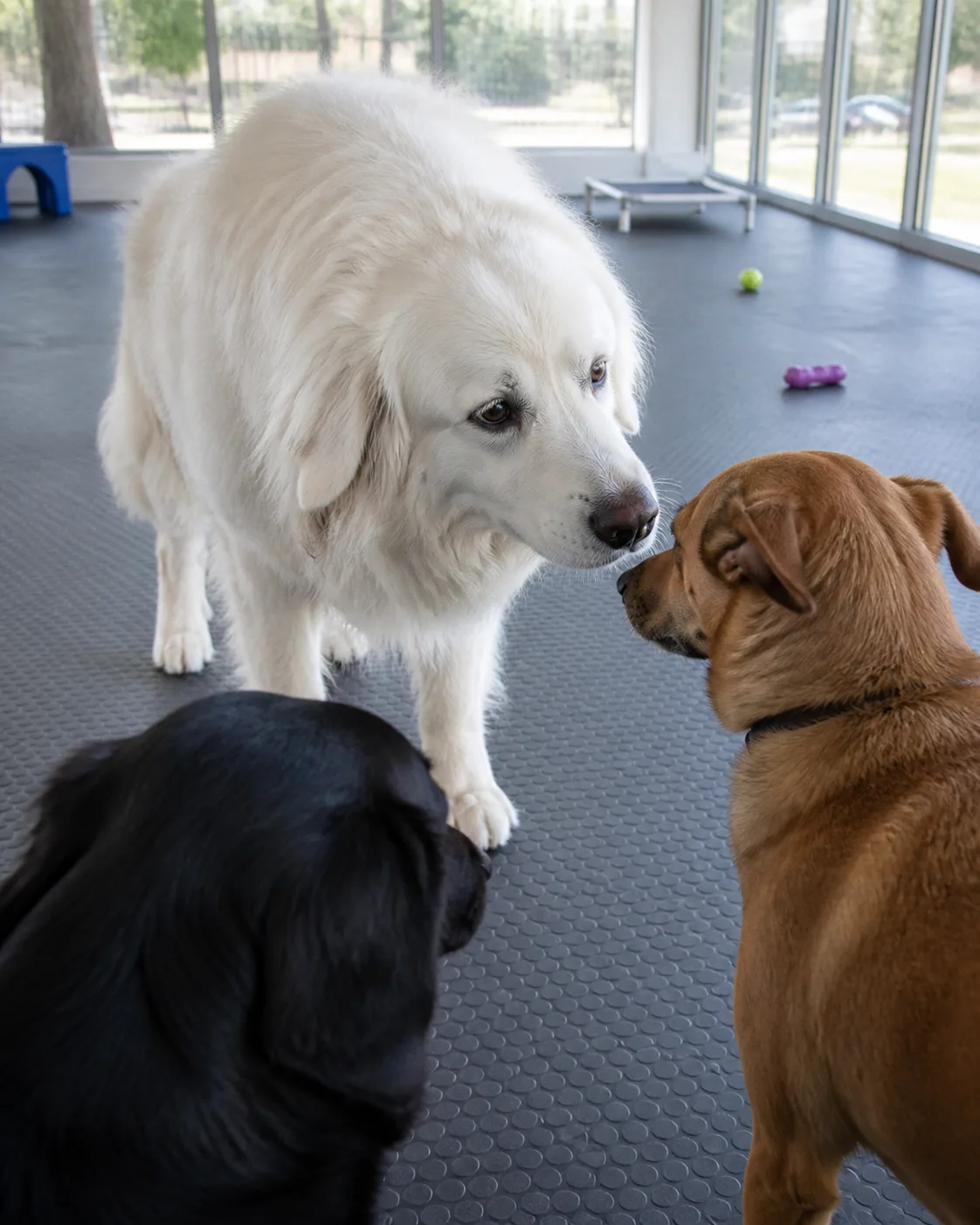 a large dog with a thick solid-white long double coat a mane around the neck floppy ears and a gentle face in a bright spacious indoor daycare facility sniffing toward two other medium dogs one brown one black slightly blurred grey rubber mat floor background shows floor-to-ceiling windows and scattered dog toys