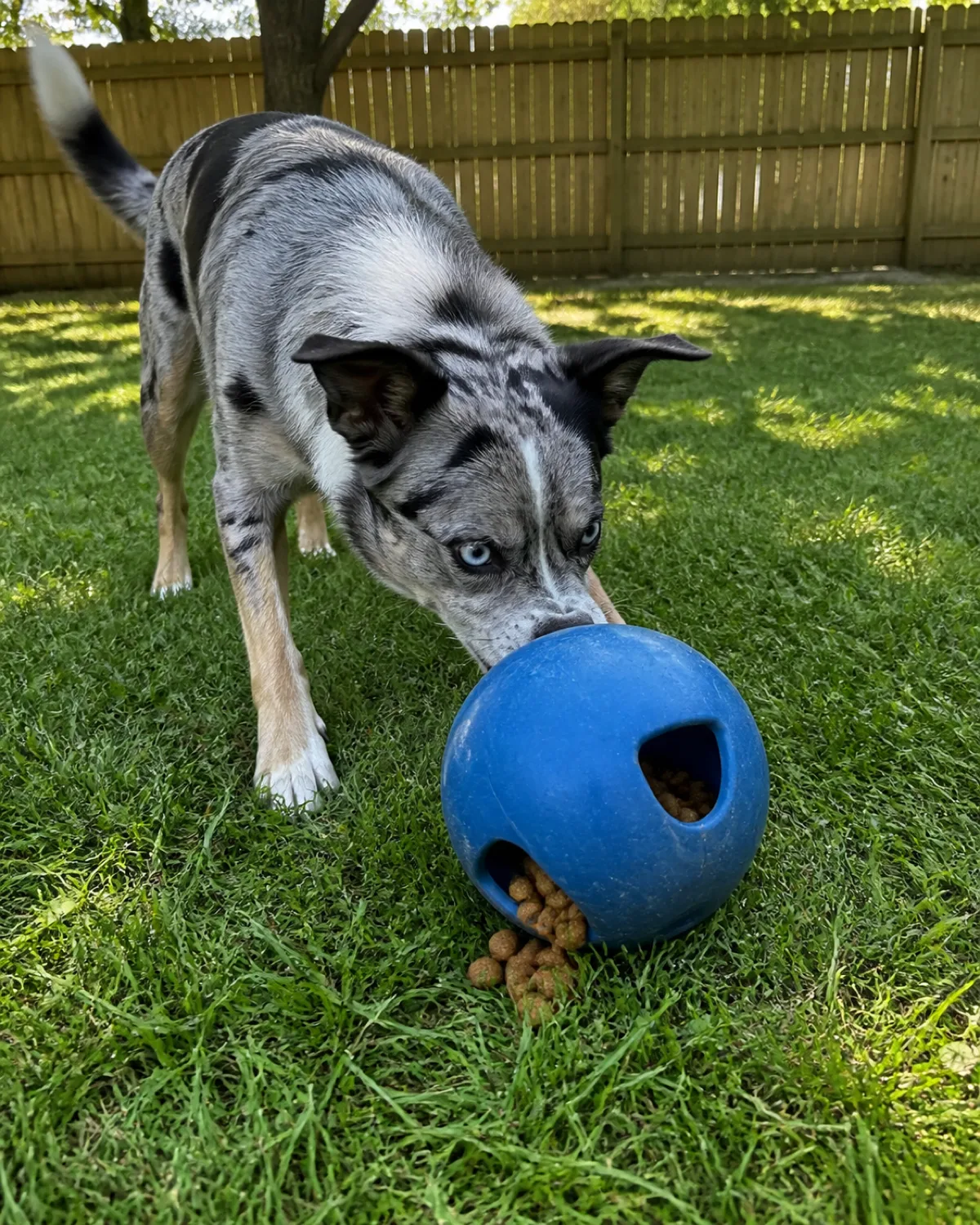 a medium blue-merle dog with a mottled grey and black coat bright blue eyes and semi-erect ears outdoors in a fenced backyard pushing a large blue puzzle ball with its nose on green grass the ball dispensing small kibble pieces as it rolls bright midday sun with dappled shade from a tree