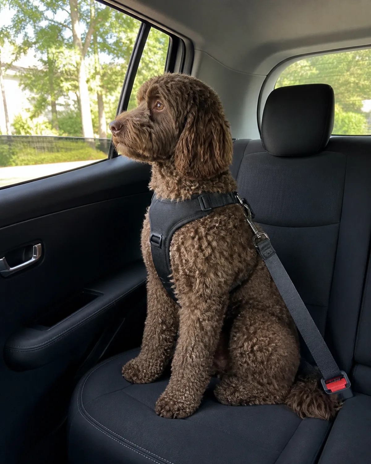 a medium chocolate-brown dog with a curly coat round dark eyes and floppy ears sitting upright on the back seat of a car wearing a padded dog seatbelt harness looking out the window with a calm relaxed expression mouth closed ears neutral a partially open window letting in fresh air daylight streaming in