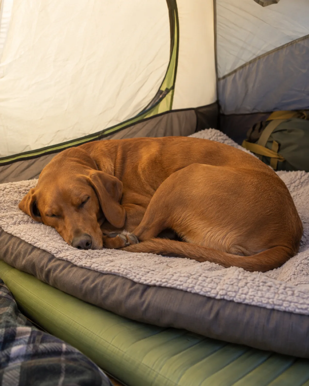 a medium-large sleek dog with a uniform rusty golden-brown short coat floppy ears and a lean athletic frame curled up on a thick foam sleeping pad inside a tent a fleece dog bed layered on top of the pad in soft warm interior tent light