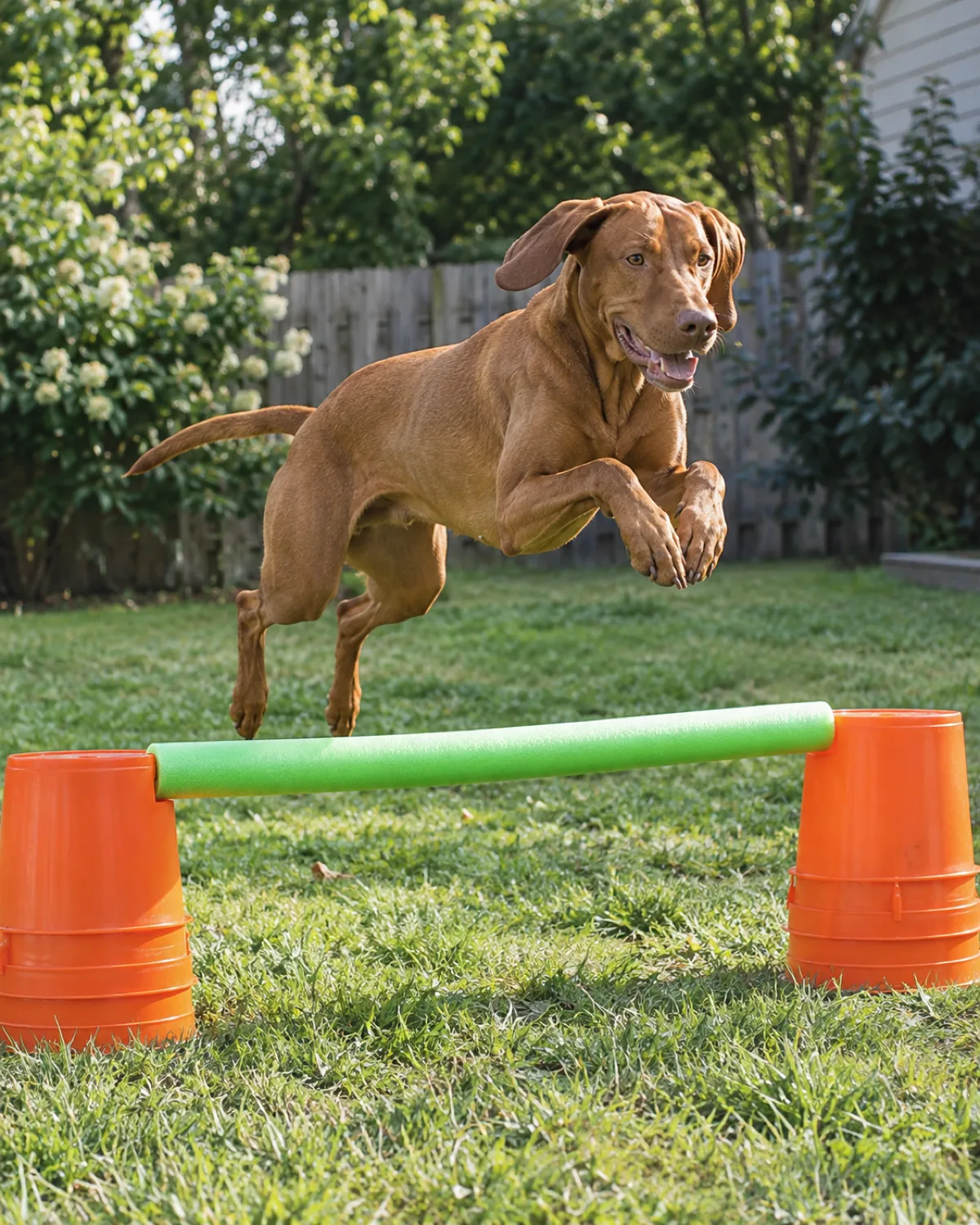a medium-large sleek rusty golden-brown short-coated dog leaping over a bright green pool noodle resting on two stacked orange buckets in a grassy backyard with all four paws airborne