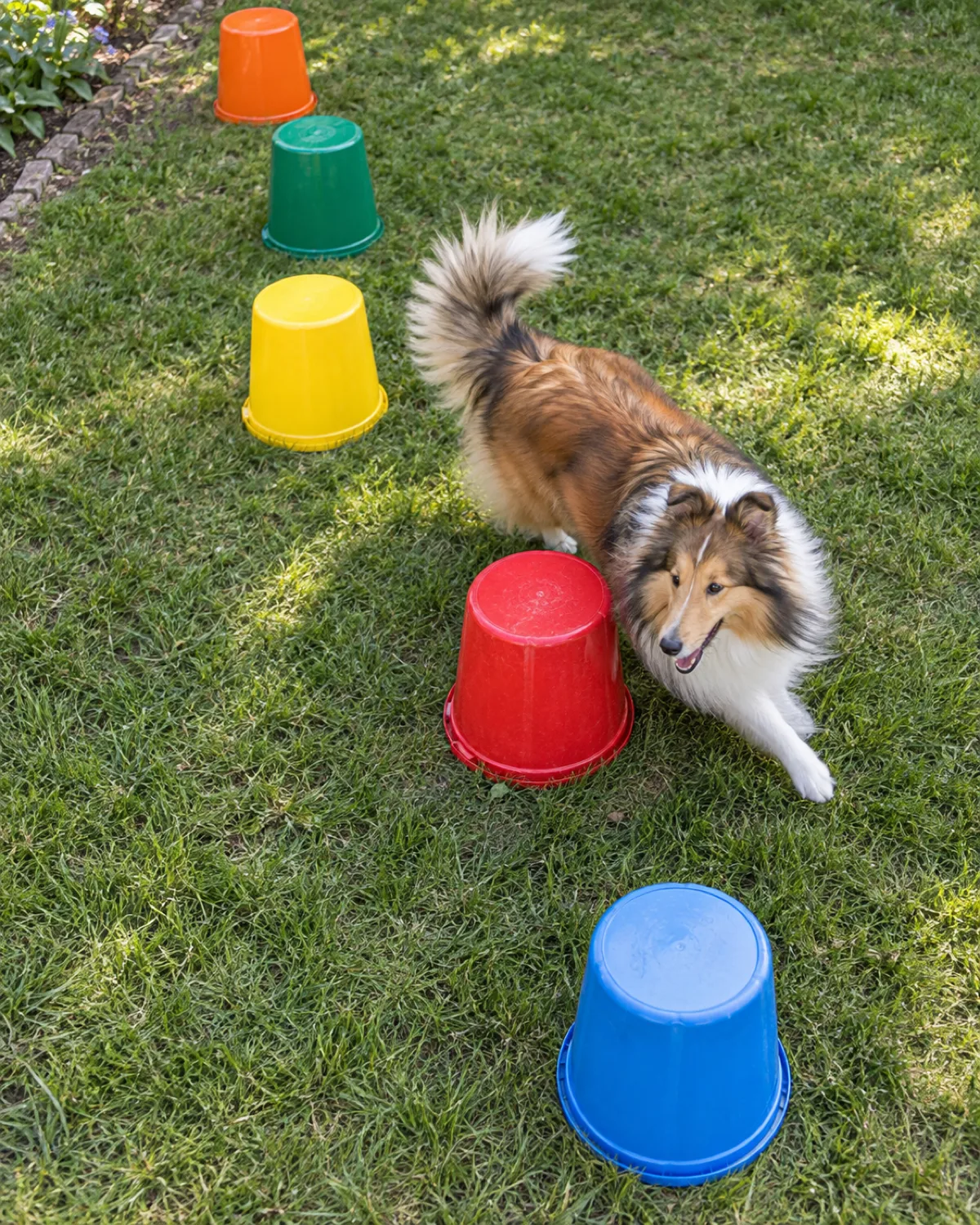 a small collie-like dog with an abundant sable-and-white long coat weaving gracefully between bright painted upside-down five-gallon buckets arranged in a zigzag line on grass in morning light