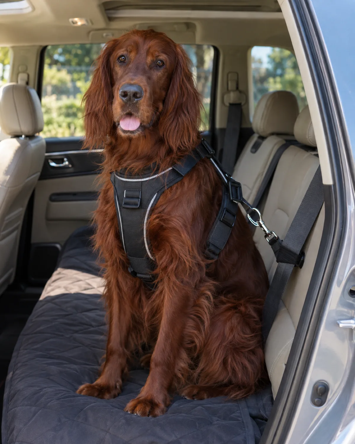 a large deep-red feathered long-coated dog with floppy ears wearing a padded crash-tested car harness clipped to the rear seatbelt of a beige SUV interior in bright daylight through the open rear door