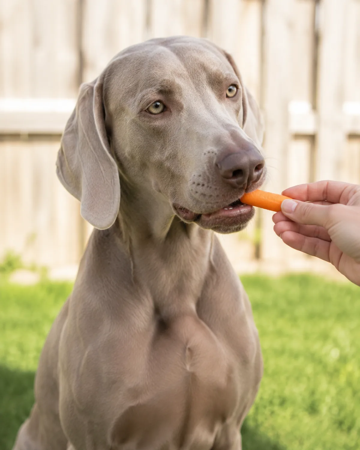 a large sleek dog with a solid silver-grey short coat floppy ears pale eyes and an athletic build crunching a small baby carrot held by owner sitting on bright green grass with soft daylight