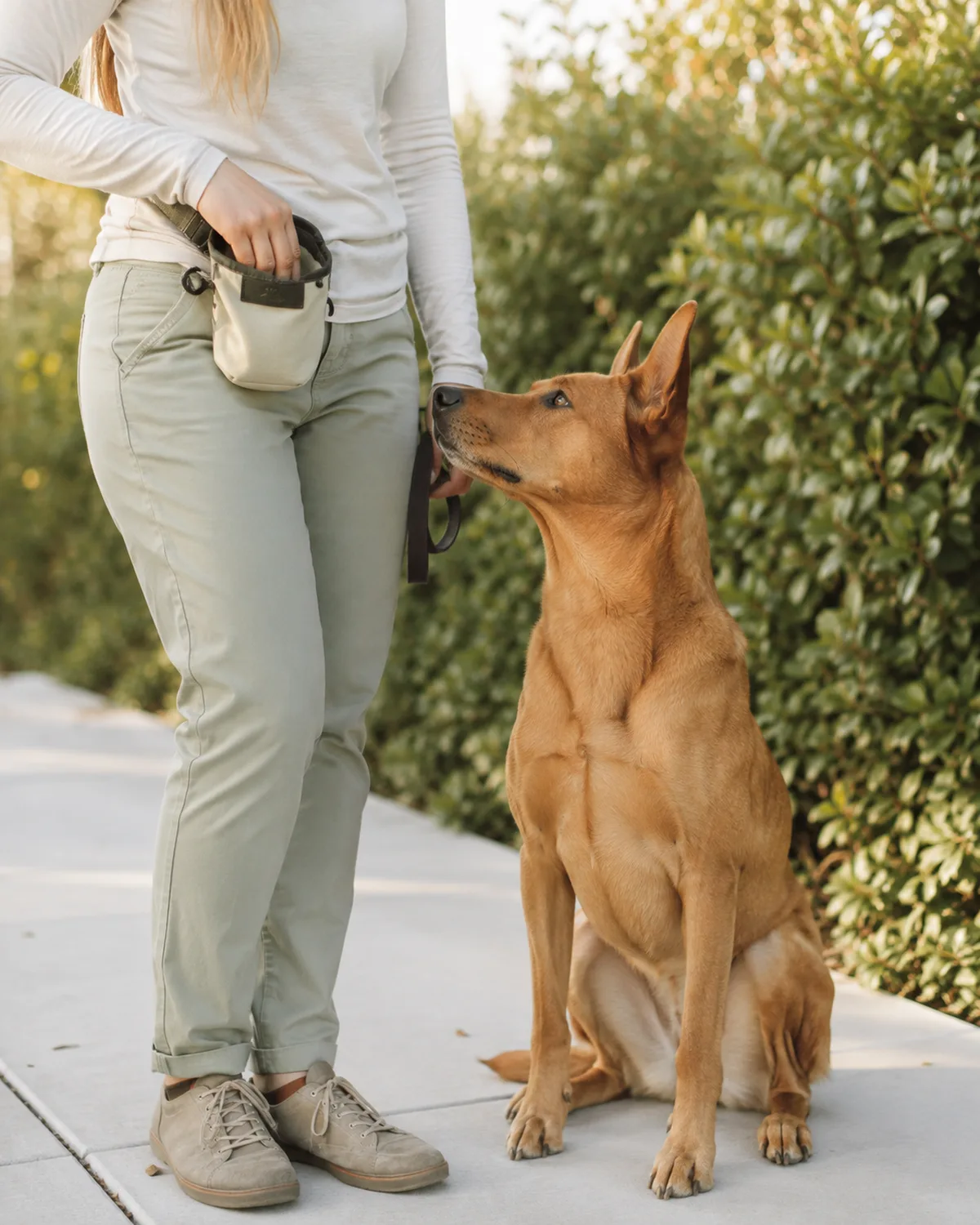a large golden-tawny smooth-coated dog with a lean build and upright ears sitting at heel on pale sidewalk while owner reaches into a canvas treat pouch clipped at waist with soft morning light and green hedge blurred behind