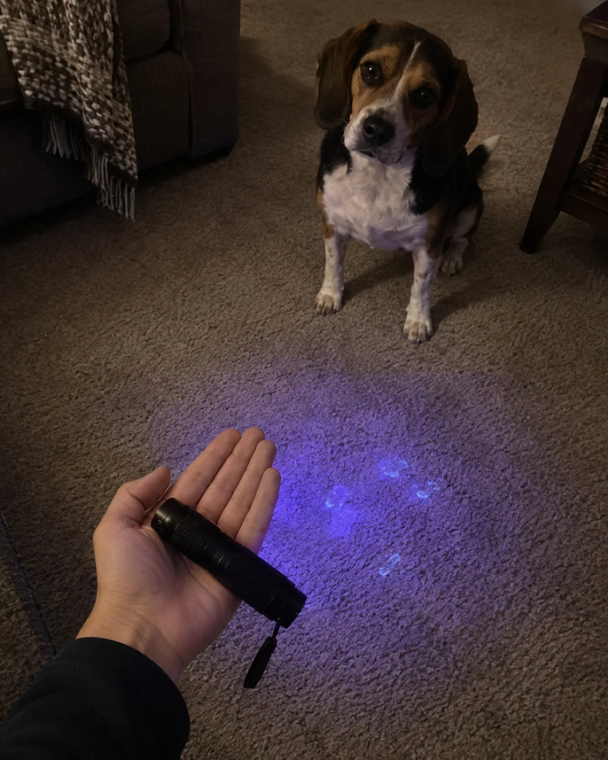 a small tricolor hound crouching near a person holding a UV blacklight flashlight aimed at beige carpet with faint glowing spots visible