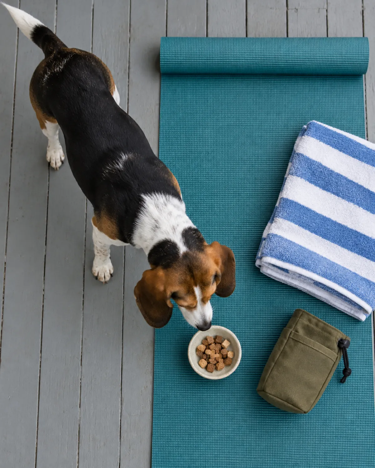 a small tricolor short-coated hound with long floppy ears sniffing a dish of tiny soft treats beside a teal yoga mat a striped bath towel and a canvas treat pouch seen from above