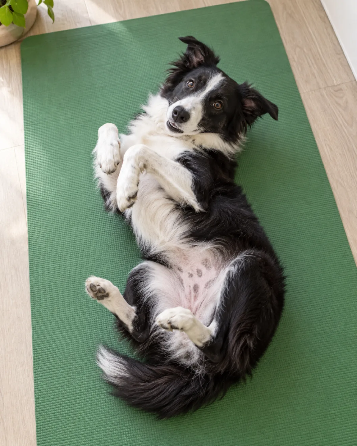 a medium athletic dog with a black-and-white coat white blaze collar and chest medium fur semi-erect ears lying on its back on a soft green yoga mat body halfway through a roll with belly exposed legs bent naturally playful expression bright overhead light