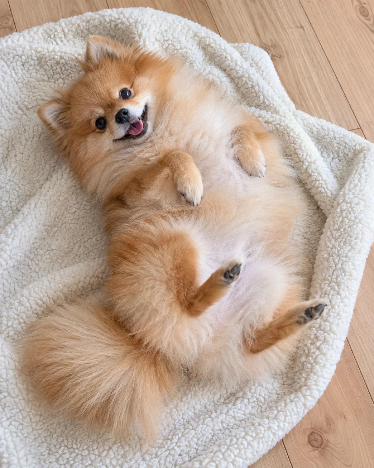 a tiny dog with a profuse fluffy orange double coat a foxy face small erect ears lying on its back on a cream fleece blanket completing the second half of a roll with legs starting to tuck under bright indoor light cheerful expression