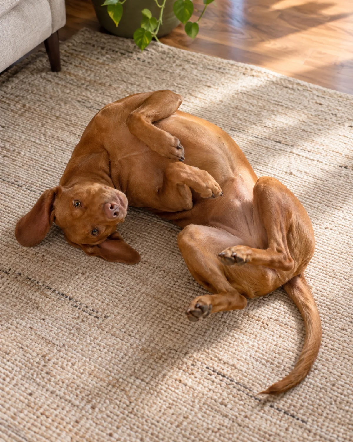 a medium-large sleek dog with a uniform rusty golden-brown short coat floppy ears and a lean athletic frame mid-roll on a soft beige rug body smoothly transitioning from back to opposite side legs naturally folded warm golden afternoon light