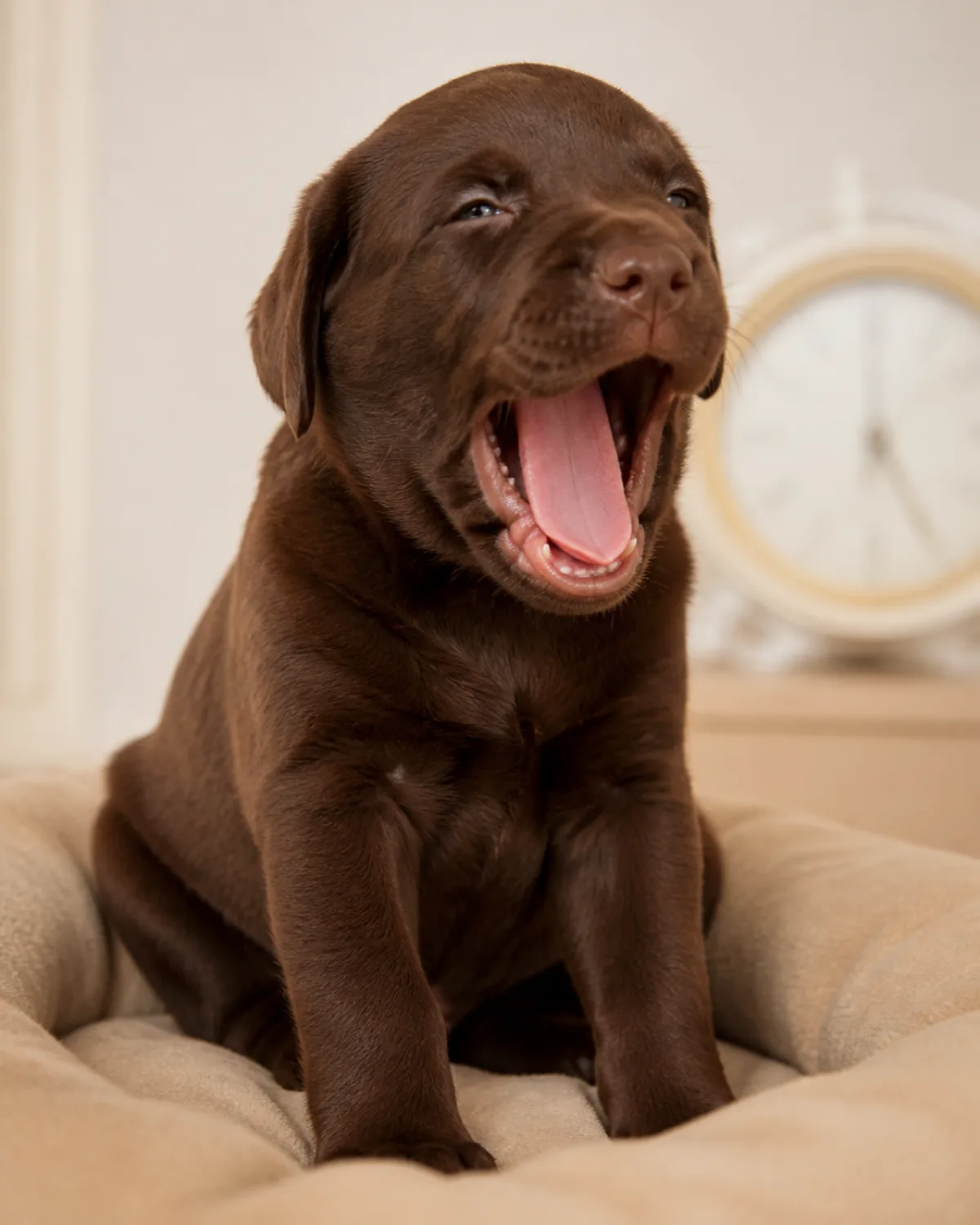 a small chocolate-brown puppy with glossy short coat floppy ears and a wide head sitting upright yawning widely mouth fully open showing pink tongue and small teeth eyes half closed looking drowsy with a light colored clock blurred in background soft studio light