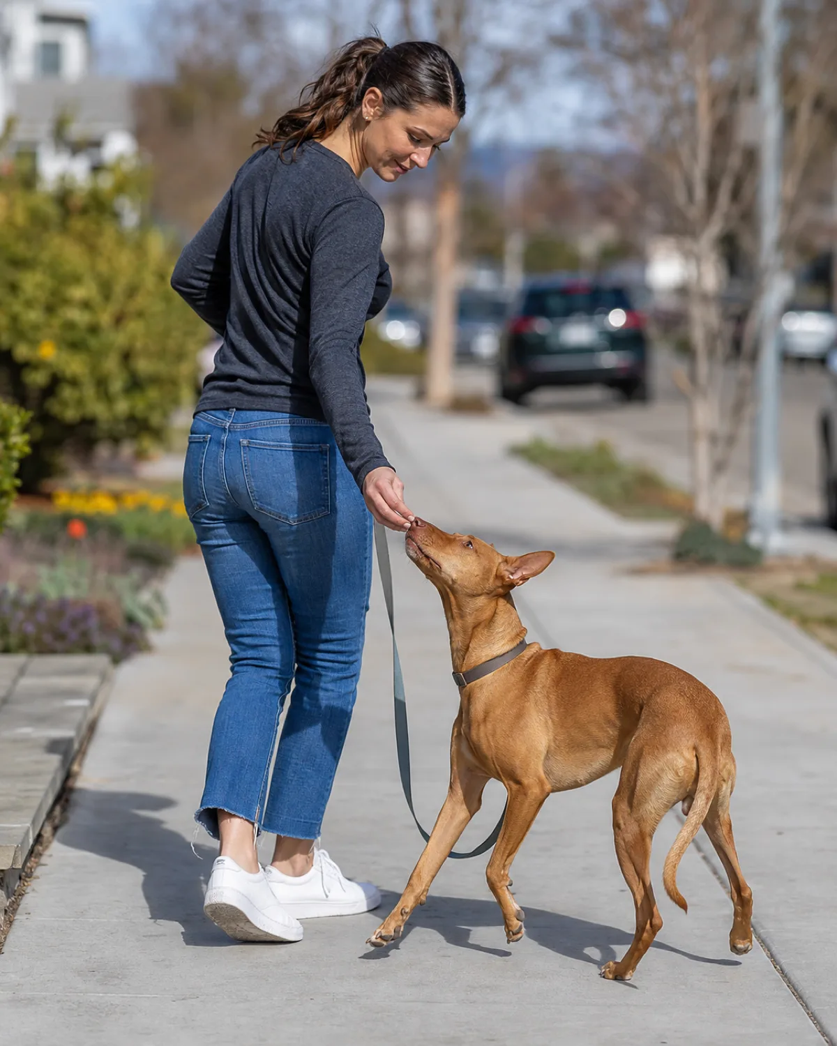 a medium red-fawn smooth-coated dog with a deep chest pricked ears and a whip-thin tail following the owner mid-step pivoting 180 degrees on a sidewalk with treat in hand and blurred suburban street background on a bright day with no trigger visible because they have already turned away