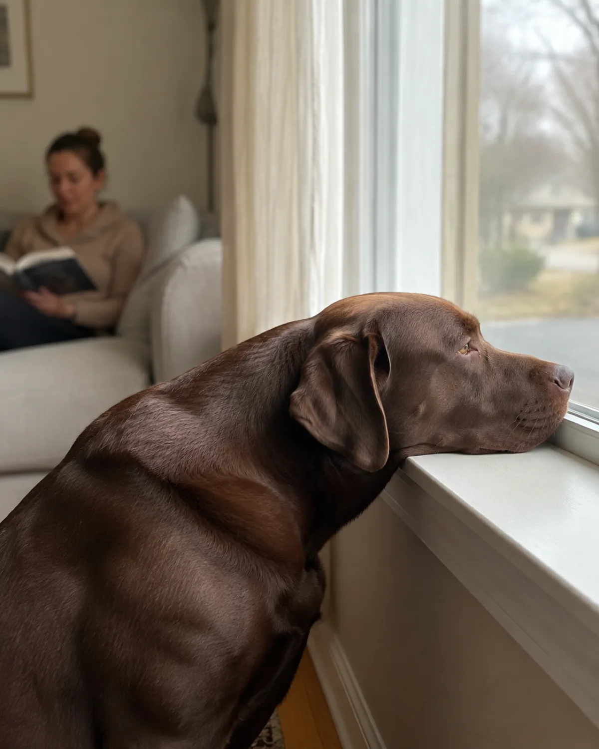 a large solid chocolate-brown short-coated dog with floppy ears and a broad chest looking out a window from inside a bright living room with blurred neighborhood view through the glass and cream curtains partly drawn and owner sitting on a pale couch reading nearby and dog calm with chin on sill
