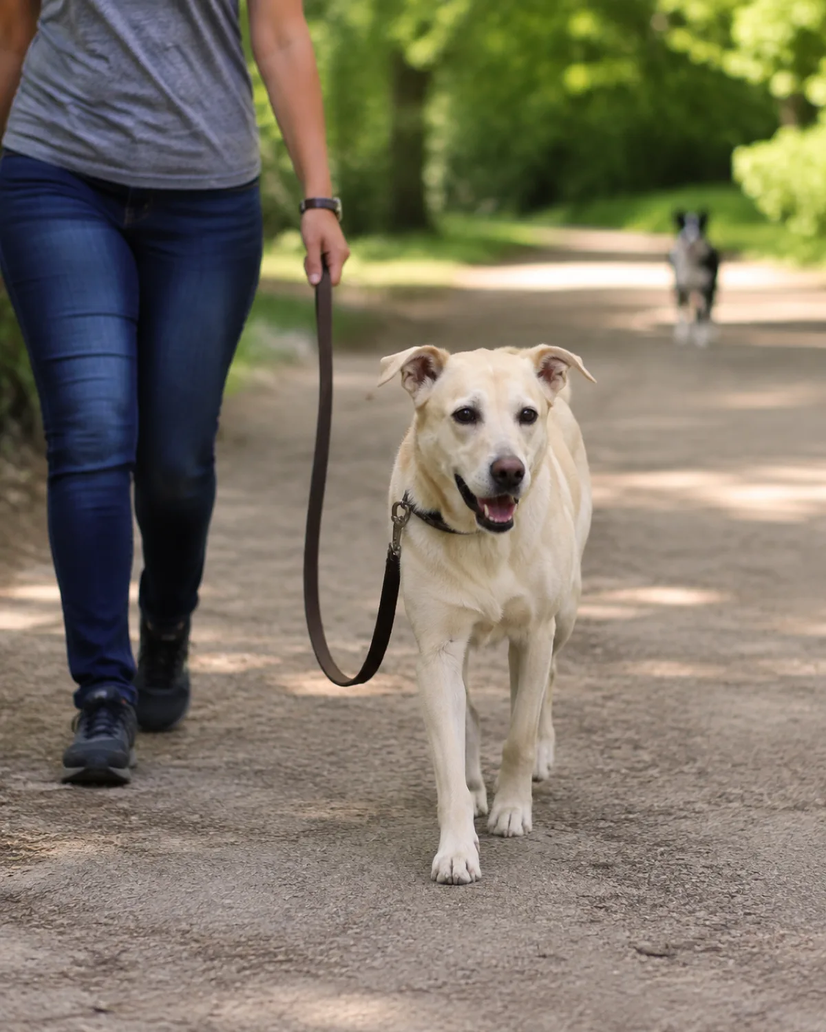 a medium pale cream short-coated dog with semi-erect ears and a soft round face walking calmly past a blurred dog in the background on a bright park path with loose leash and soft relaxed body language with green background