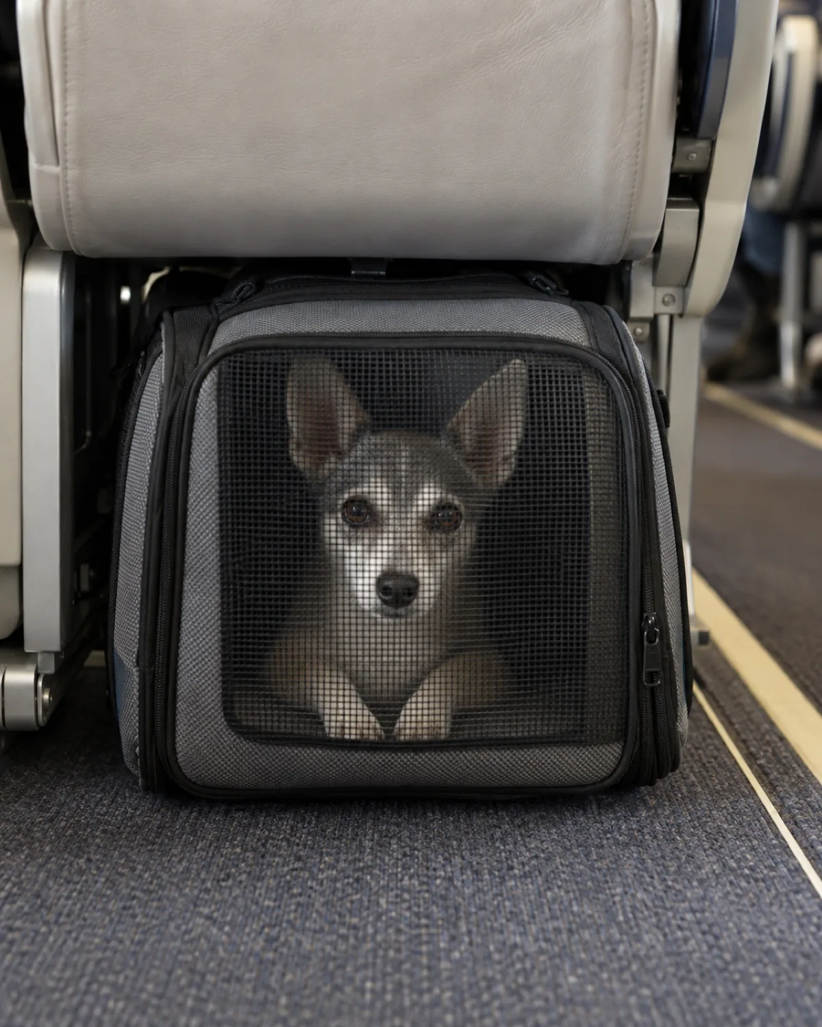 a small grey-and-white silky-coated dog with a slender pointed face and upright ears inside a soft-sided airline carrier tucked under a plane seat with only the dog calm face and front paws visible through the mesh window