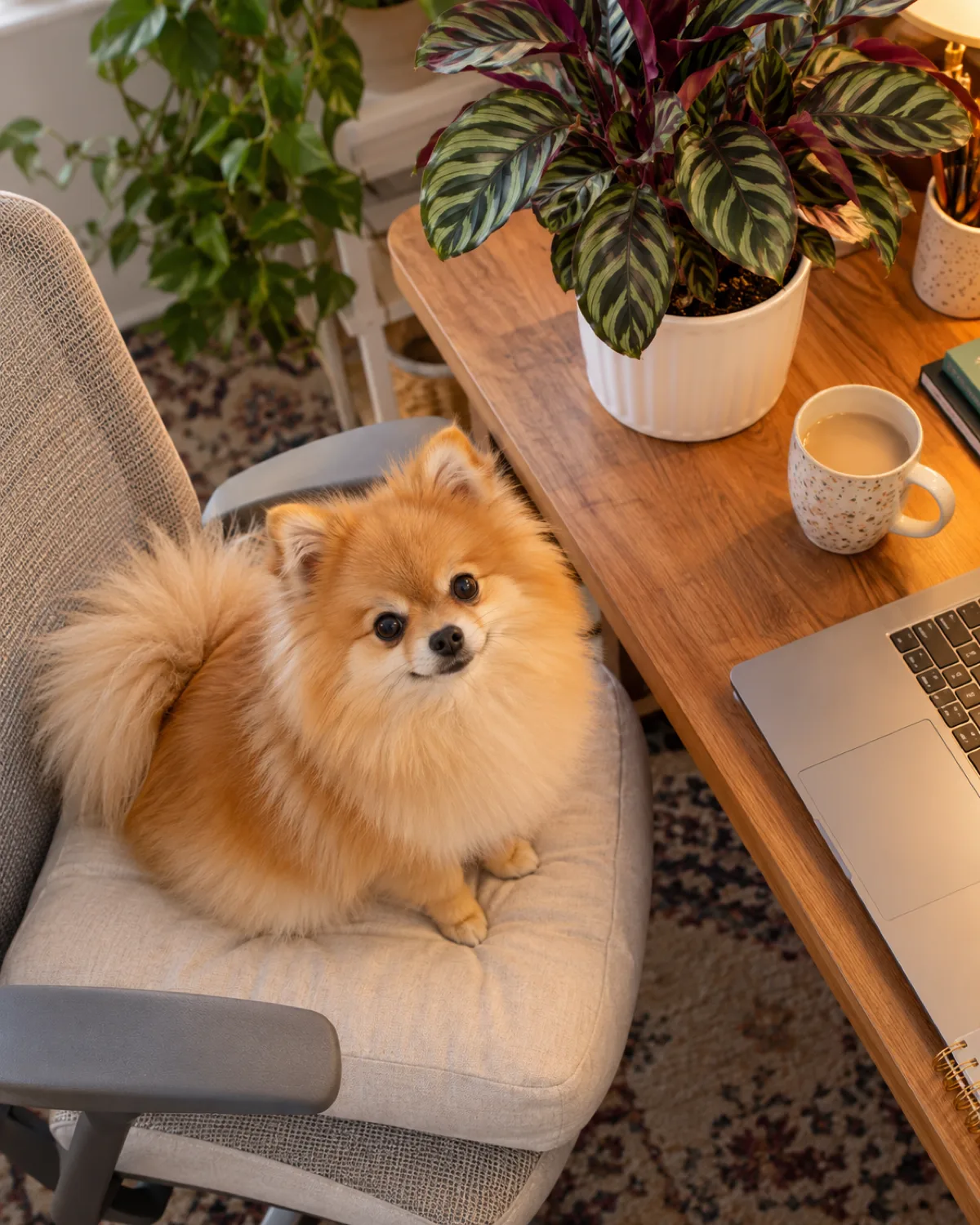 a tiny fluffy orange double-coated dog with a foxy face sitting on a cushion on a desk chair beside a calathea with vivid green-and-purple striped leaves in a white ceramic pot on a bright home office desk