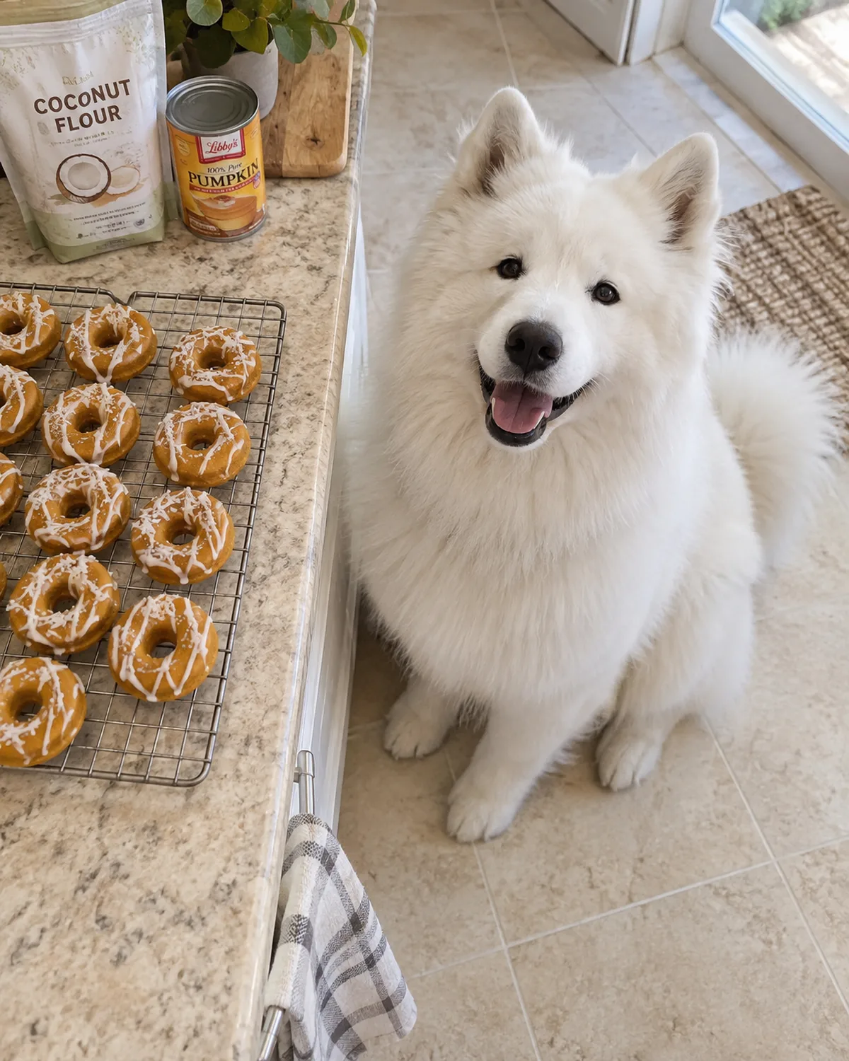 a large pure-white double-coated dog with erect ears and an upturned smiling mouth sitting on a cream tile floor beside mini pumpkin donuts with yogurt drizzle on a wire cooling rack